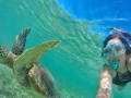 snorkelling turtle